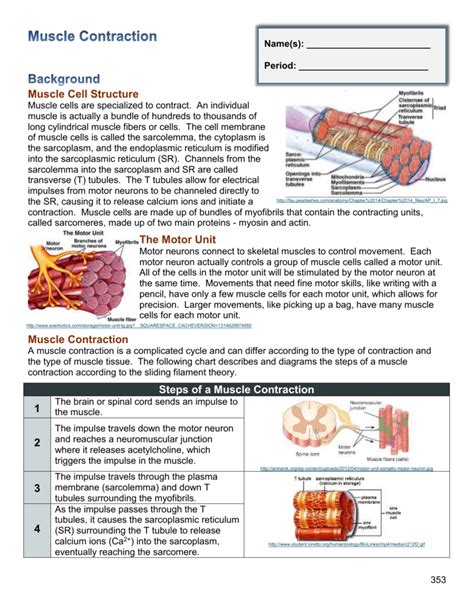 Steps In Muscle Contraction - slideshare