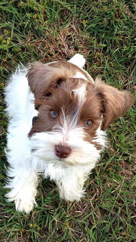 Mini Parti Schnauzer Puppy Our Sweet Baby Boy Gibson Schnauzer