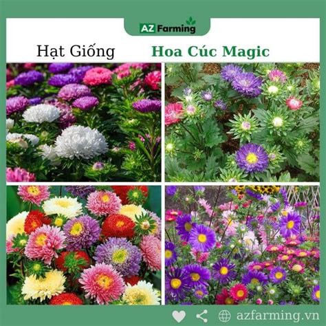 Hạt Giống Hoa Cúc Magic Nhiều Màu Gói 50g Az Farming