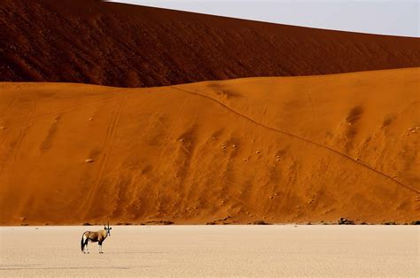 Safari I Sossusvlei Opplev Namibørkenen Med Benns