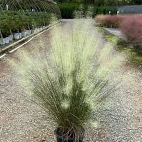 White Cloud Muhly Grass Ornamental Grasses 3 Gallon Sizes Etsy