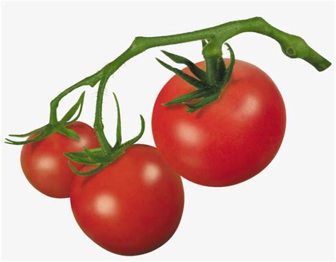 Vector Royalty Free Library Crude Drawing Tomatoes Tomato On Vine