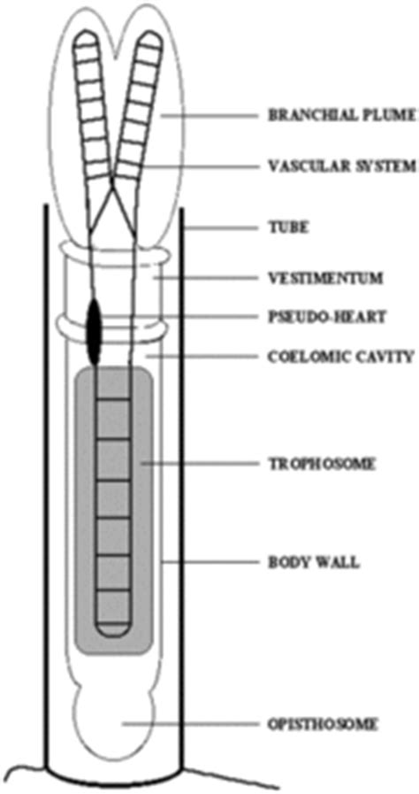 Riftia pachyptila symbiont - MicrobeWiki