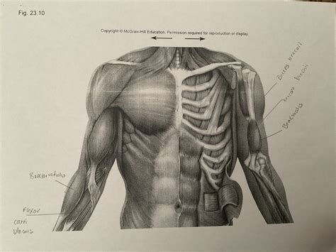 Muscle Of The Arms Diagram Quizlet