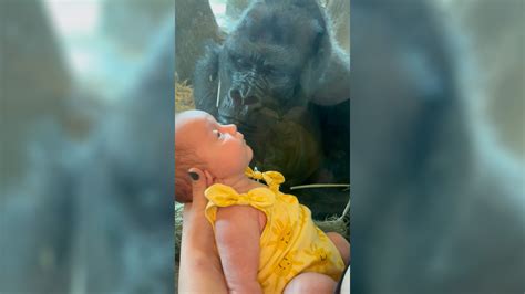 Gorilla kisses newborn baby through glass at zoo - ABC News