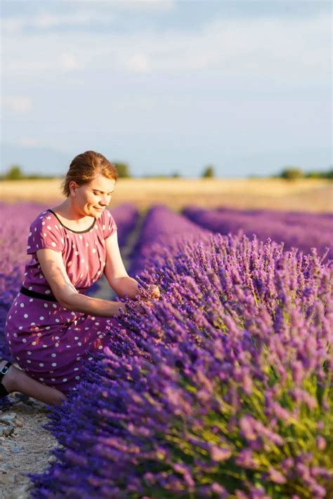 Lavender Farm London With Free Entry