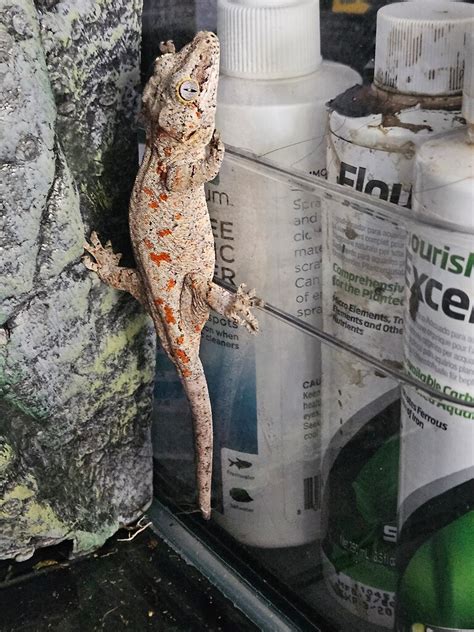 Help With Identifying Morph Of Gargoyle Gecko Gargoyle Geckos