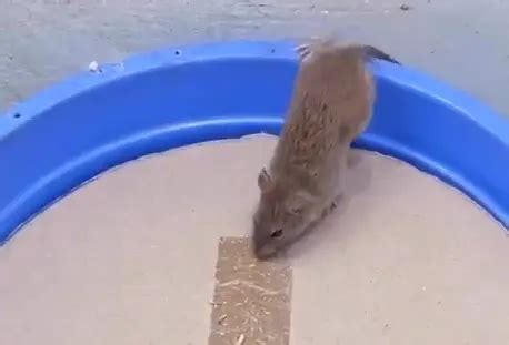 Простая мышеловка из ведра и картона очень эффективна (Видео)