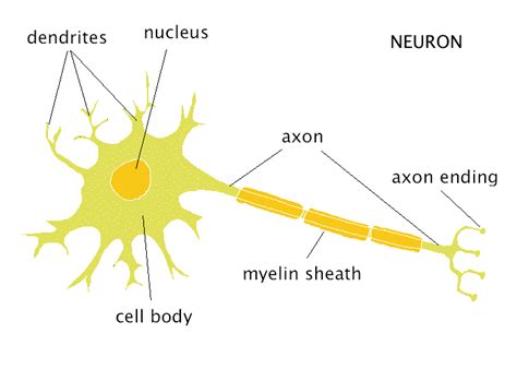 Fuzzy Science - Neuron