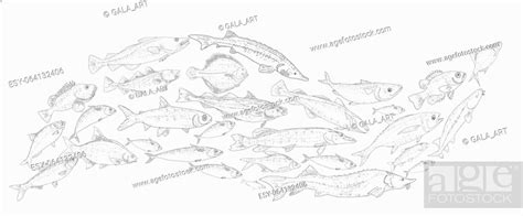 School of fish vector illustration. Fish sketch hand drawn collection, Stock Vector, Vector And ...