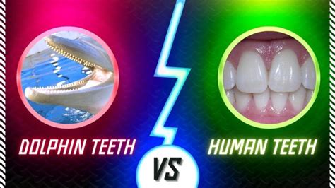 Dolphin Teeth Vs. Human Teeth: A Comparative Analysis | DolphinXpert.com