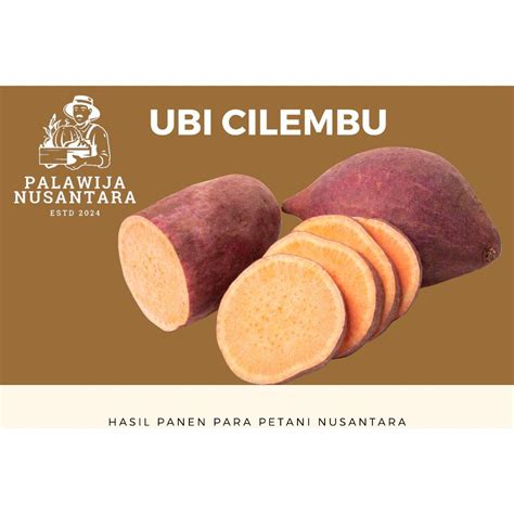 Jual Ubi Cilembu Mentah Ukuran Sedang 1 Kilogram Shopee Indonesia