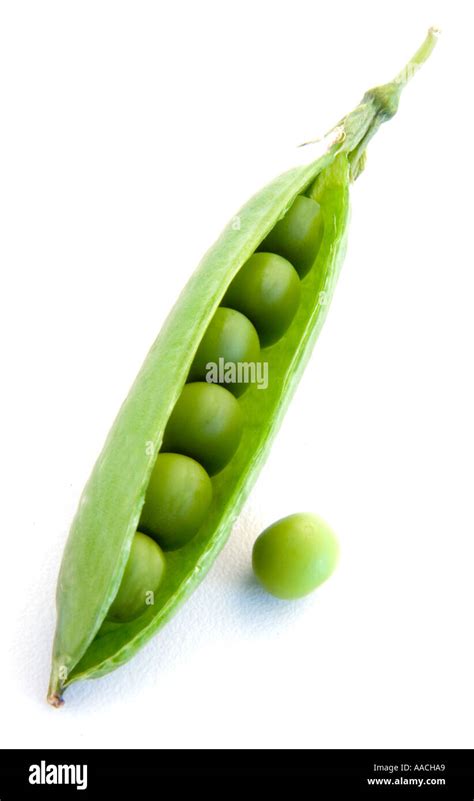 Green Pod Of Peas Split Open To See The Peas Inside With Single Loose