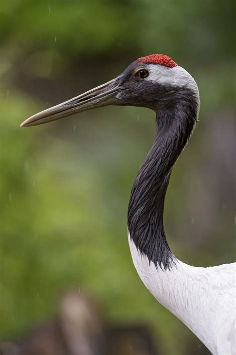 Profile of a nice crane | Beautiful birds, Animals beautiful, Japanese
