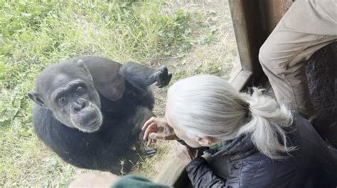 Il Bacio Della Scienziata Jane Goodall Allo Scimpanzé Del Bioparco Di