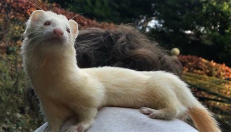 Lost Ferret In Jarrow Tyne And Wear Gumtree