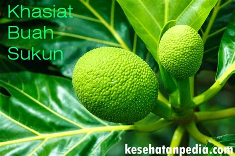 8 Khasiat Buah Sukun Bagi Kesehatan Tubuh Kesehatanpedia