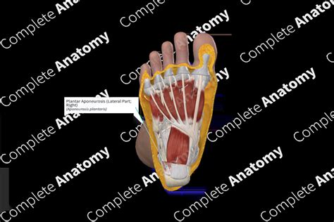 Plantar Aponeurosis (Lateral Part; Right) | Complete Anatomy