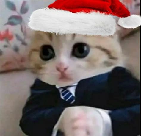 Gato navideño Cats Memes Animals