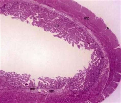 Anatomy Histology Embryology And Developmental Anomalies Of The