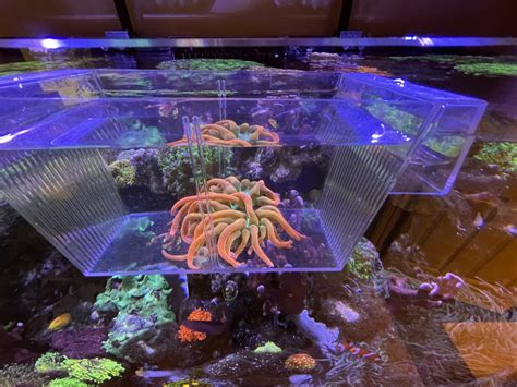 BTA For Sale REEF2REEF Saltwater And Reef Aquarium Forum