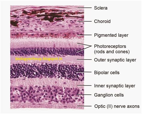 Layers Of The Retina Kugulu