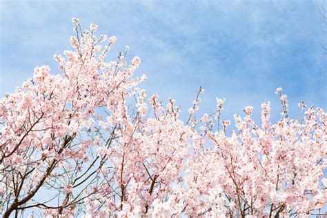 青空と桜（さくら）03 無料の高画質フリー写真素材 イメージズラボ