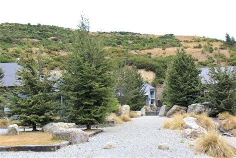 Nothofagus Nz Native Mountain Beech Easy Big Trees Nz