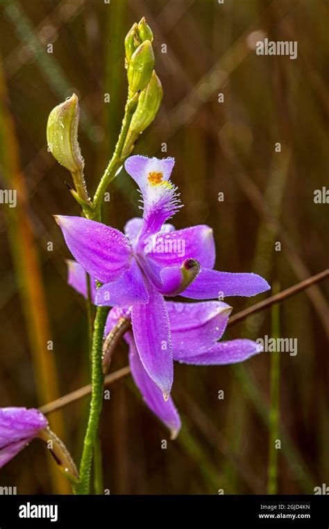 Grass pink orchids are terrestrial plants found in the eastern US Stock ...