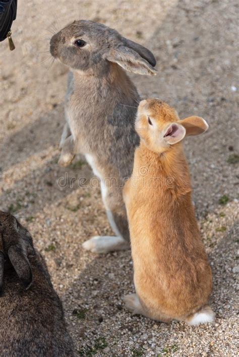 Conejos Salvajes Lindos En La Isla De Okunoshima En Weaher Soleado Foto