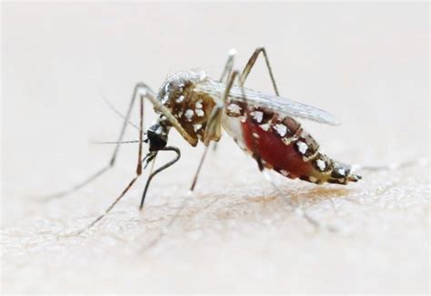 Chikungunya Nyamuk