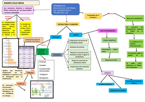 Mapa Conceptual Bio Tenemos Efecto De