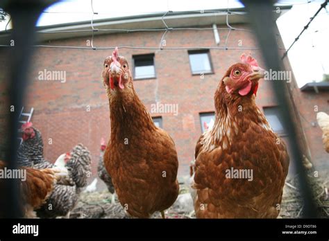 Brown Chickens Outside Hi Res Stock Photography And Images Alamy