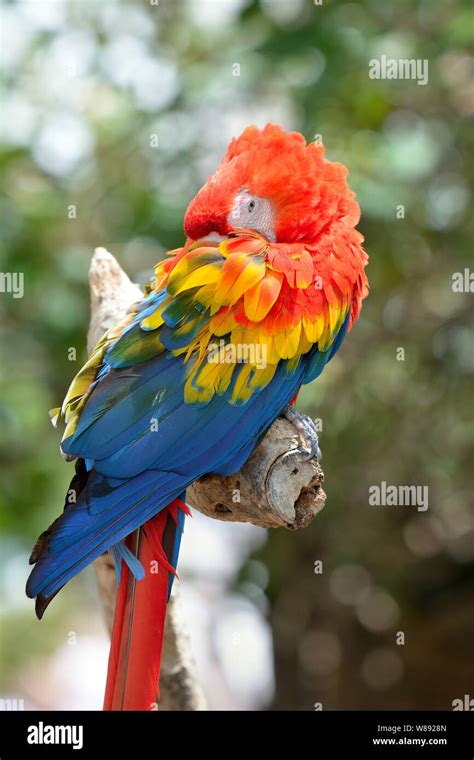 Red Ara Parrot Colorful Macaw Birds Sitting On The Branch Stock