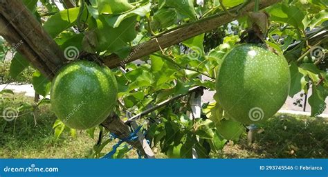 Green Unripe Passion Fruit Hanging Stock Photo Image Of Fruit