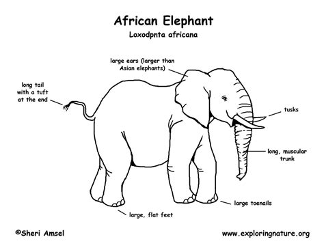 Elephant Body Parts Labeled