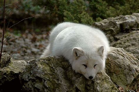 Picture 10 of 12 - Arctic Fox (Alopex Lagopus) Pictures & Images ...