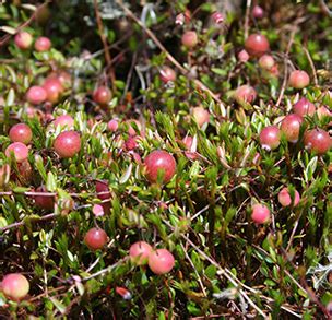 small cranberry watersheds canada work  play  healthy