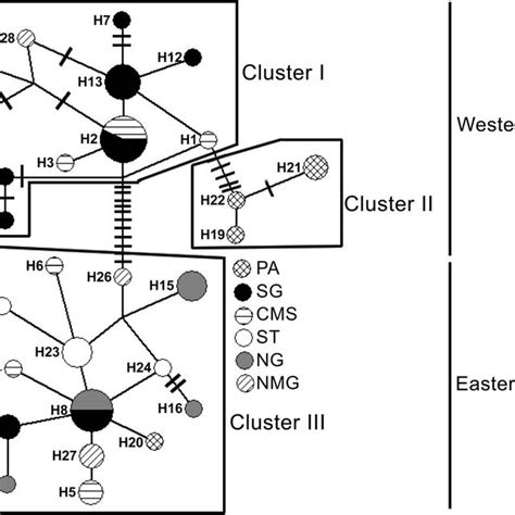 Median Joining Network Showing Relationships Among The Blue And Yellow