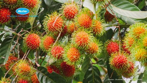 Hasilkan Buah Yang Lebat Begini Cara Aplikasi Pemupukan Tanaman