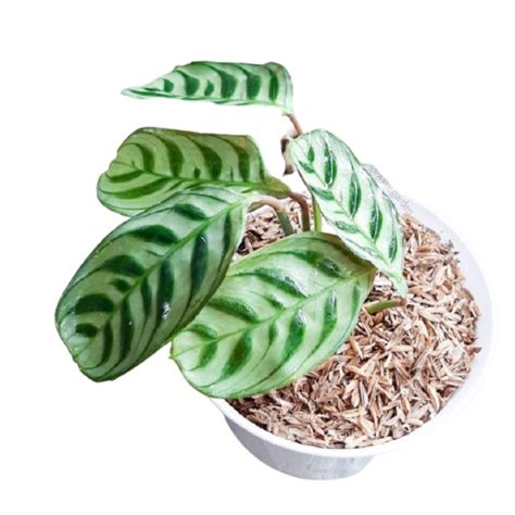 Jual Tanaman Hias Calathea Sepat Jenis Calathea Sepat Shopee Indonesia