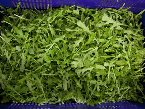 Arugula Health Benefits Facts And Research 41 Off