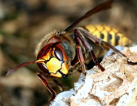 hornet 1 - Pointe Pest Control: Exterminator & Pest Control Service