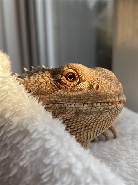 My Asian Themed Bearded Dragon Cage : r/BeardedDragons