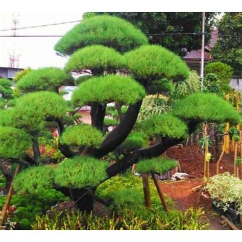 Jual Tanaman Hias Bonsai Cemara Udang Pohon Bonsai Cemara Udang