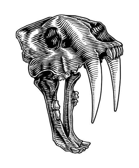 Illustration Du Cr Ne Dents De Sabre Vecteur Premium