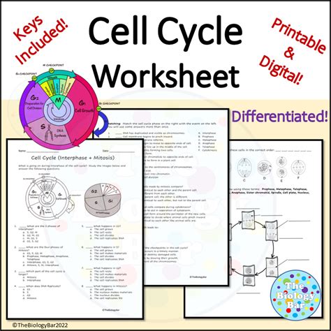 Cell Cycle And Mitosis Coloring Worksheet