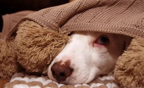 Cachorro Com Medo De Fogos Como Acalmar O Animal Técnica De Amarrar