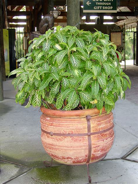 Colorful Tropical Shrub Sanchezia Nobilis Urban Tropicals