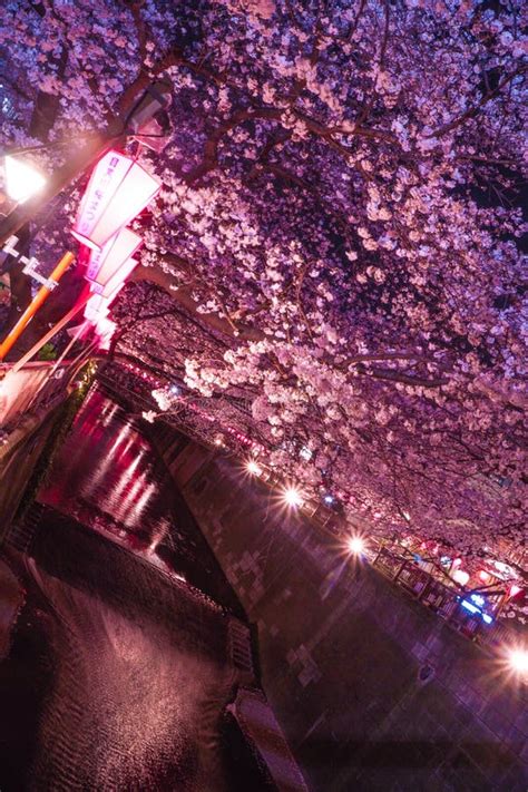 Meguro River Night Sakura (Nakameguro) Stock Photo - Image of full ...